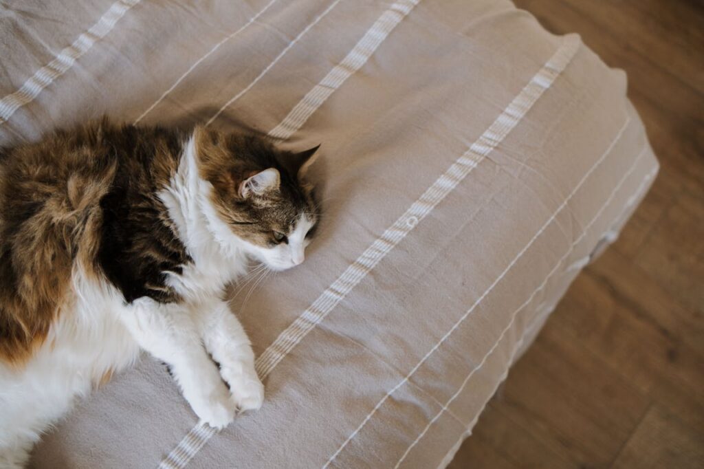 A cat lying on a bed