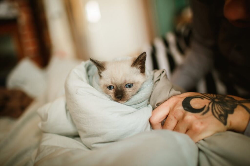 Owner holding a cat wrapped in a blanket